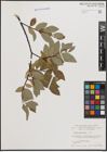 Foto von Salix daphnoides Vill.